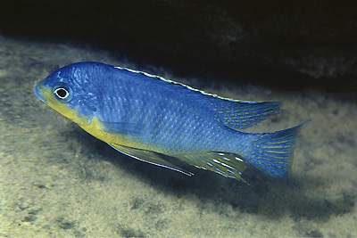 Protomelas sp. 'steveni imperial' Pombo Rocks